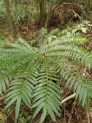 Angiopteris fokiensis