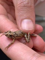 Pristimantis altamazonicus