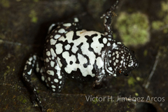 Gastrophryne elegans