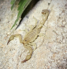 Chihuahuanus russelli