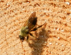 Laphria sacrator