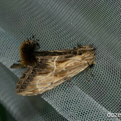 Dudusa sphingiformis