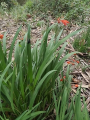 Chasmanthe aethiopica