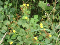 Hypericum undulatum