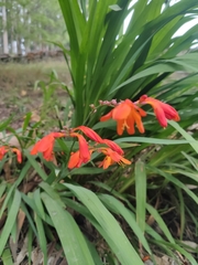 Chasmanthe aethiopica