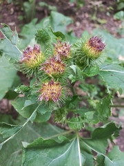 Arctium nemorosum