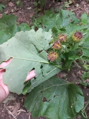 Arctium nemorosum
