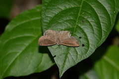 Voltinia loxicha