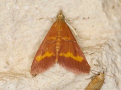 Pyrausta pseuderosnealis