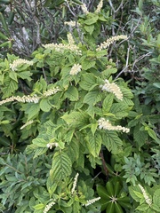 Clethra acuminata