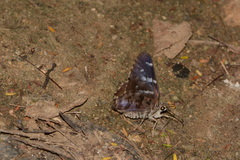 Codatractus arizonensis