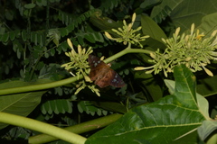 Nascus phocus