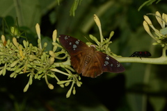 Nascus phocus