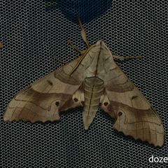 Marumba sperchius