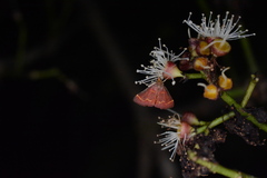 Pyrausta roseivestalis