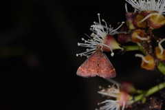 Pyrausta roseivestalis