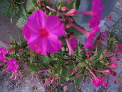 Mirabilis jalapa