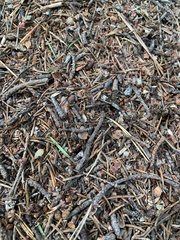 Formica rufa