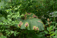 Ramularia abscondita