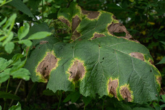 Ramularia abscondita