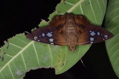 Nascus phocus