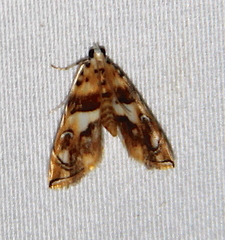 Neurophyseta