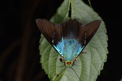 Thorybes egregius egregius