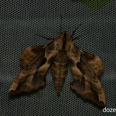 Phyllosphingia dissimilis
