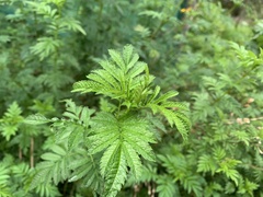 Tagetes zypaquirensis