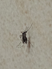 Aedes albopictus