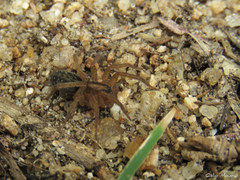 Lycosidae
