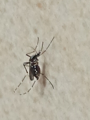 Aedes albopictus
