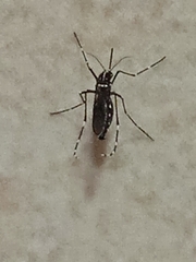Aedes albopictus
