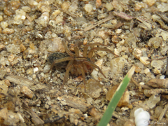 Lycosidae