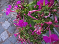 Mirabilis jalapa