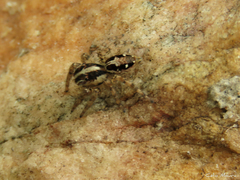 Plexippus paykulli
