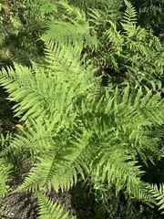 Athyrium filix-femina