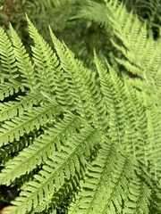 Athyrium filix-femina