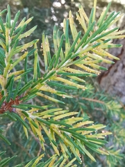 Chrysomyxa rhododendri