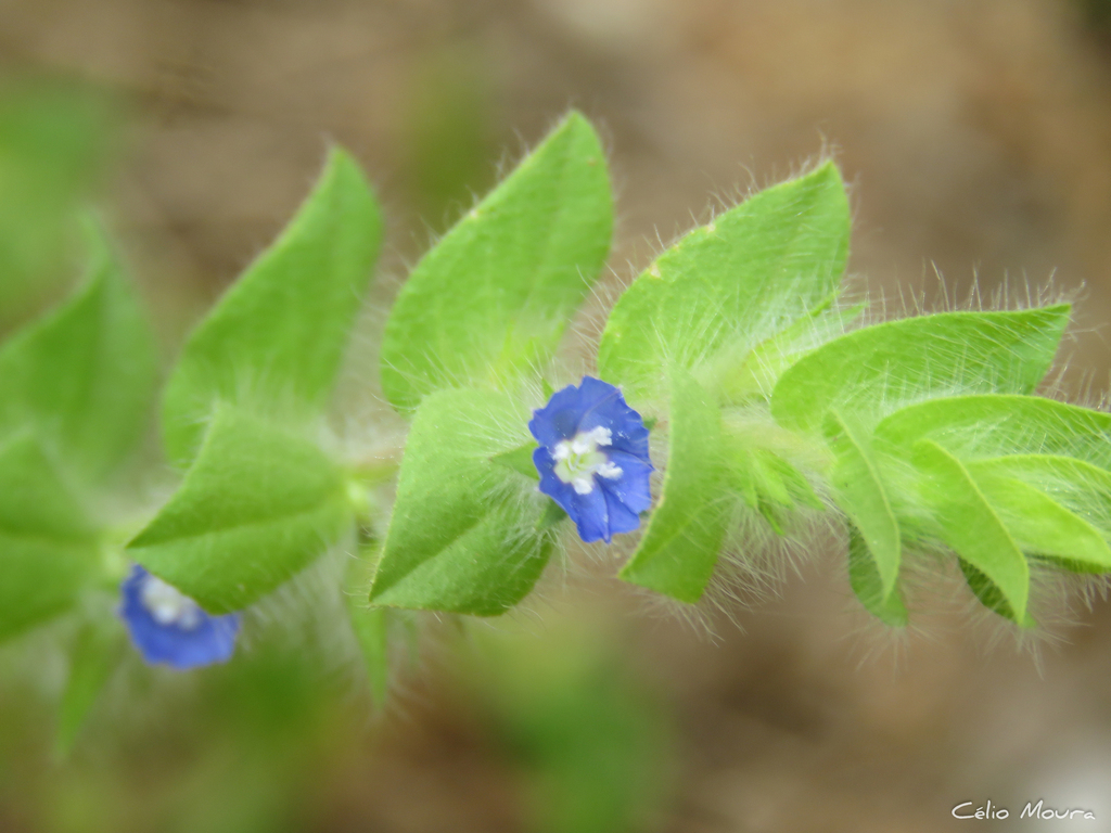 Evolvulus ovatus