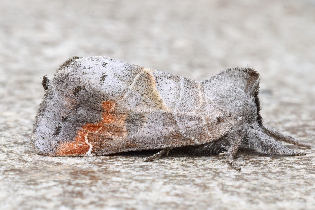 Clostera apicalis