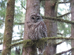 Strix occidentalis × varia