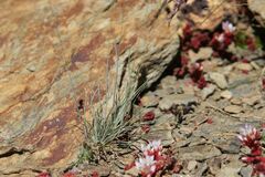 Festuca glacialis