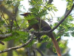 Phacellodomus erythrophthalmus