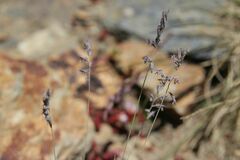 Festuca glacialis
