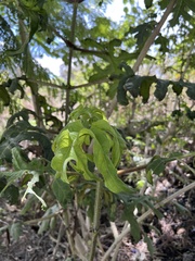 Montanoa bipinnatifida