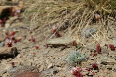 Festuca glacialis