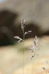 Festuca glacialis