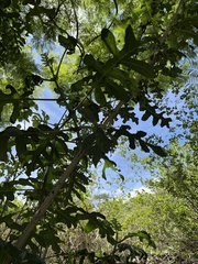 Montanoa bipinnatifida