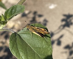 Hylephila phyleus